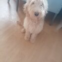 Gooldendoodle for sale-0