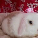 Bunny-2