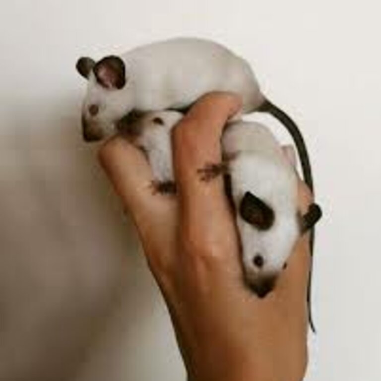 Healthy 2 month old Fancy Mice