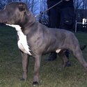 AMERICAN BULLY -0
